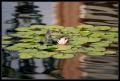 CRW_8513 Water Lily and Reflections